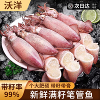 筆管魚籽烏海兔子滿籽500g鮮活