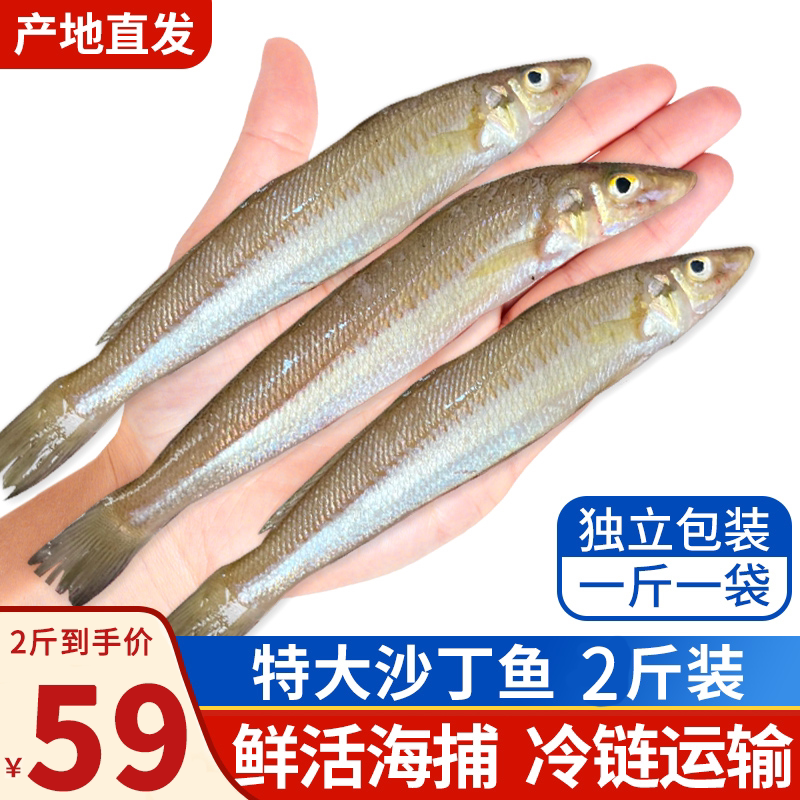 青岛海捕船冻特大沙丁鱼顺丰