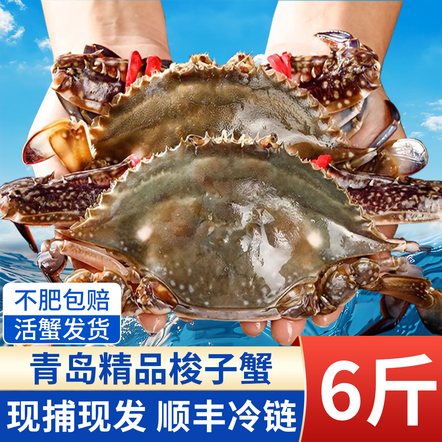[保鲜不保活]青岛活梭子蟹螃蟹新鲜野生活发非舟山梭子蟹顺丰飞蟹