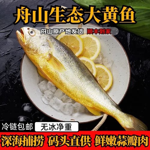 舟山新鲜大黄鱼顺丰发货