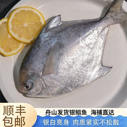 新鲜大银鲳鱼 超特大平鱼镜鱼白磷昌鲳鳊鱼白鲳片镰鲳中秋节送礼