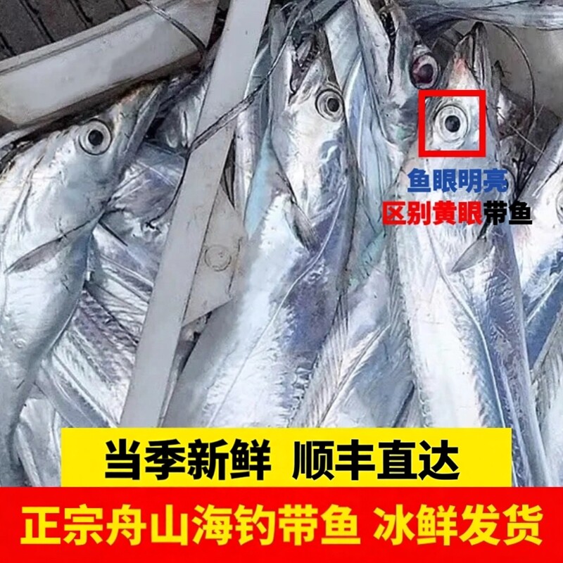 舟山野生海钓带鱼新鲜整条特大无冰小眼带鱼海鲜东海特产鲜活水产