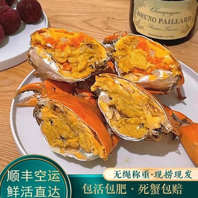 【顺丰包活到家】每日现捕正宗广东膏油蟹黄油蟹青蟹鲜活海鲜水产