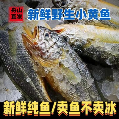 舟山正宗野生小黄鱼新鲜海捕东海小黄花冰鲜小黄鱼海鲜黄鱼顺丰发