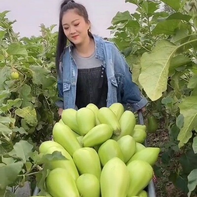 新鲜青茄子5斤河南特产农家自种圆茄新鲜蔬菜当季青皮绿茄子
