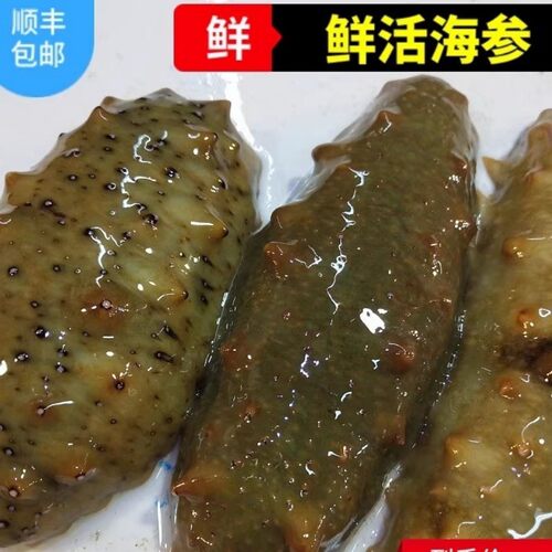 鲜活海参青岛海参活体海鲜水产
