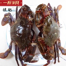 鲜活梭子蟹赤甲红海鲜大螃蟹青岛水产青蟹飞蟹 3只 石夹红1斤装