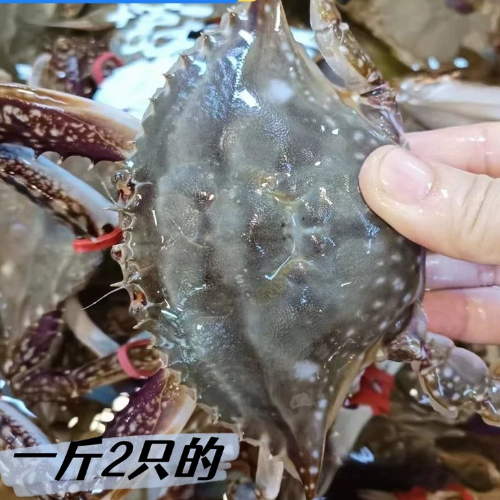 海捕梭子蟹带黄大螃蟹新鲜公蟹海螃蟹保鲜不包活冻蟹