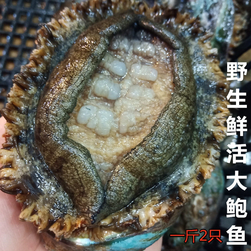 鲍鱼鲜活水产大个特大海捕超大鲍鱼一斤2头顺丰包邮崂山大鲍鱼