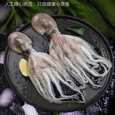 短腿迷你麻辣海鲜火锅食材八爪鱼