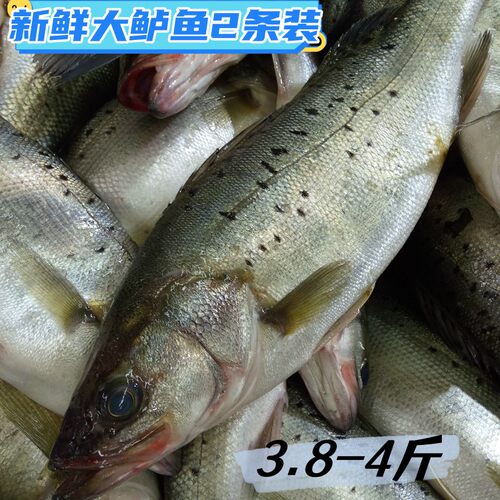新鲜海鲈鱼花鲈鱼七星海捕鲜活