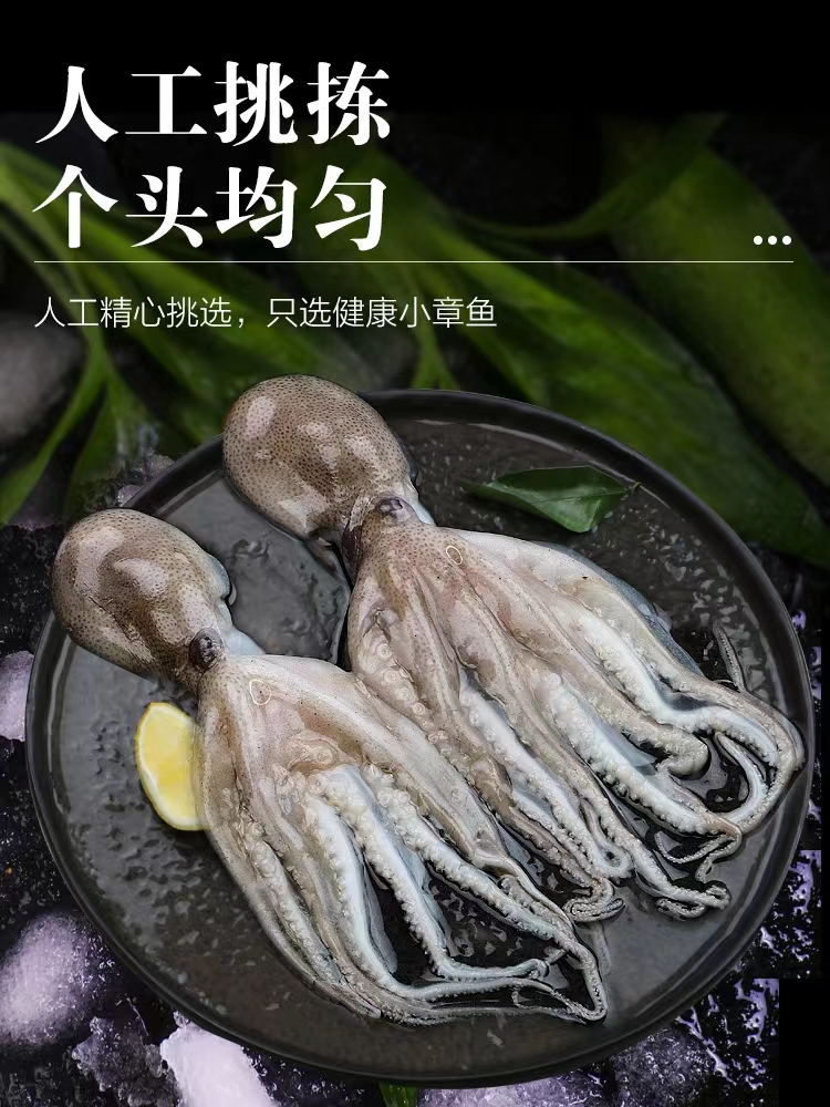 短腿迷你麻辣海鲜火锅食材八爪鱼