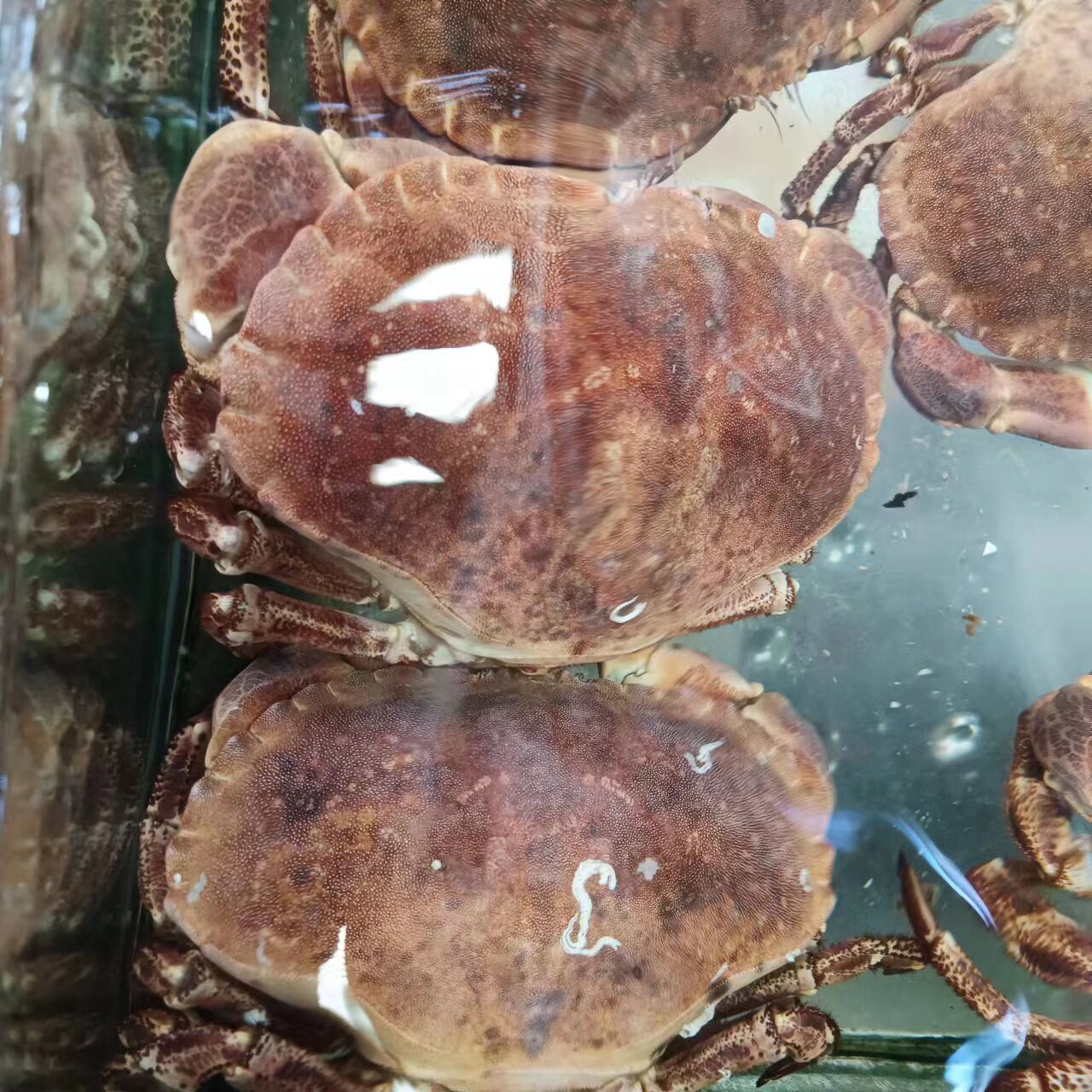 面包蟹新鲜大螃蟹青岛海鲜水产海蟹满黄1.8-2斤保鲜不包活冻蟹