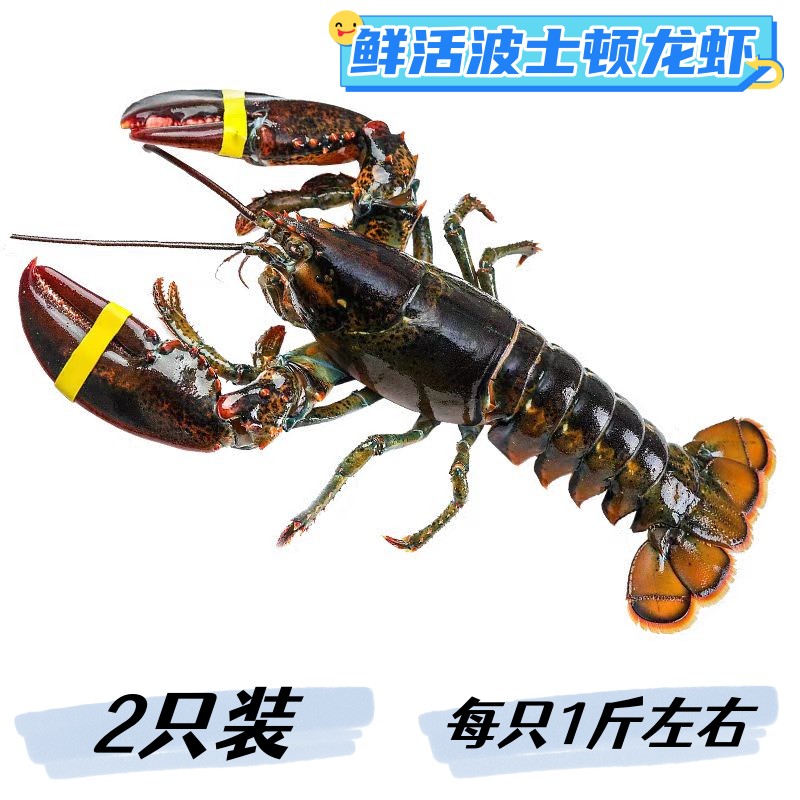 2只装波士顿龙虾鲜活青岛海鲜水产澳洲奥龙进口大龙虾2斤左右