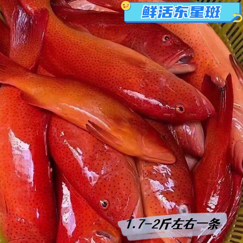 鲜活东星斑红石斑鱼青岛海鲜水产深海鱼红鱼珍珠斑大个1.7斤左右