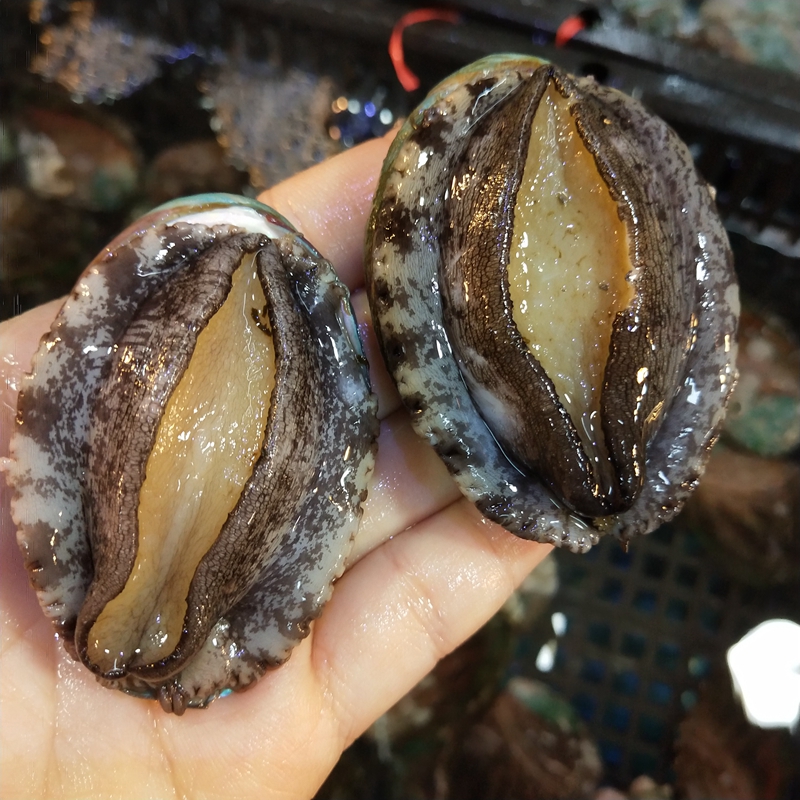 鲍鱼鲜活20头水产贝类海捕商用