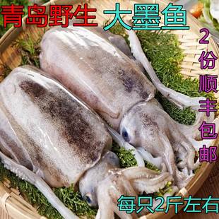 墨鱼新鲜大墨鱼冷冻乌贼新鲜大墨鱼海捕水产大墨斗鱼2份顺丰包邮