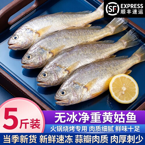 当季现捕冷冻大号黄姑鱼整箱