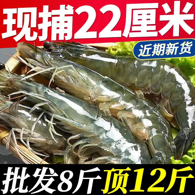 青岛大虾特大号新鲜冷冻青虾