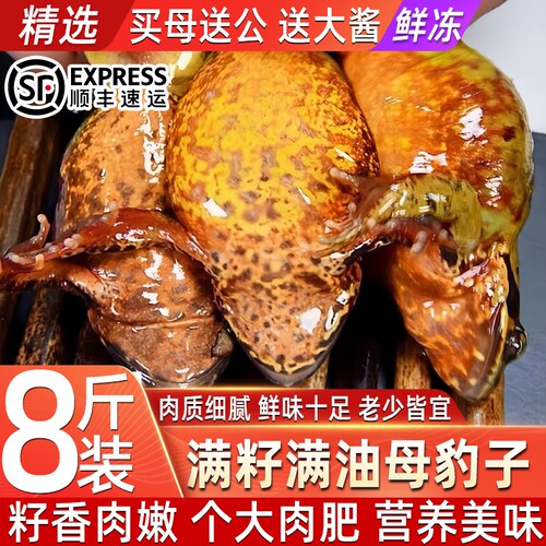 正宗东北林蛙鲜冻雪蛤母豹子高端食用母林蛙母豹子速冻满油满籽