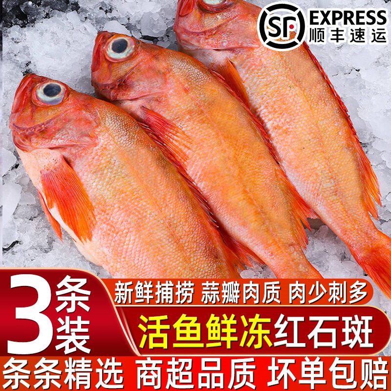 深海野生红石斑鱼冷冻特大年货