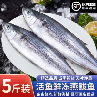 新鲜燕鲅鱼青岛鲅鱼大鲅鱼新马鲛鱼整条青花鱼燕鲅鱼正宗冷冻整箱