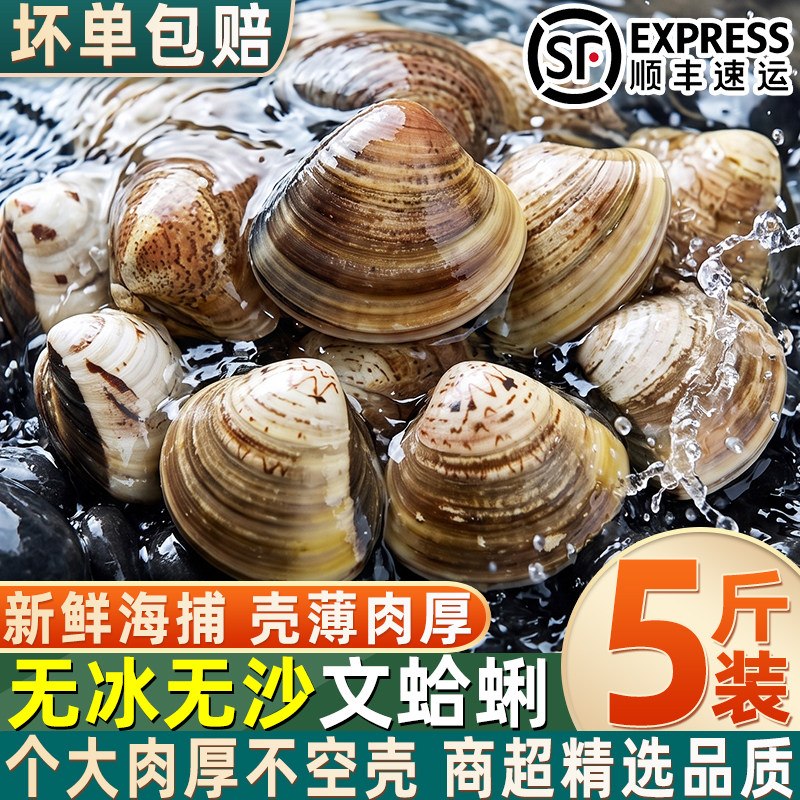 鲜冻无冰无沙个大肉厚文蛤蜊