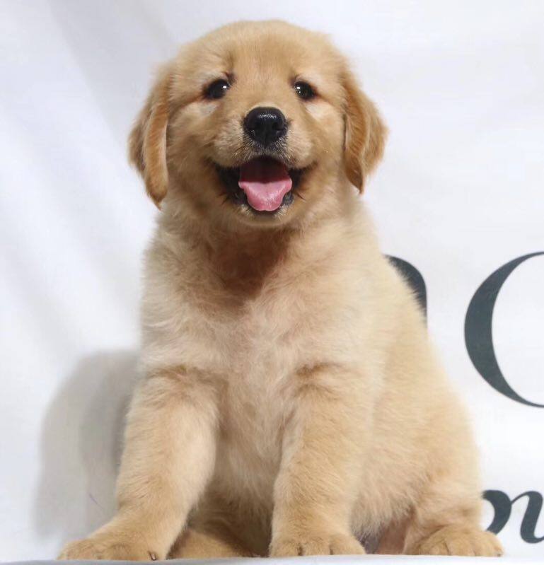 Thoroughbred Golden Retriever dog Puppies living thing Golden Retriever dog Guide dogs Domesticated Medium Golden Retriever puppies Pet dog living thingin the Pet/Pet food and supplies , Dogs  category - from Buy2taobao.com to provide professional Taobao agent buy service