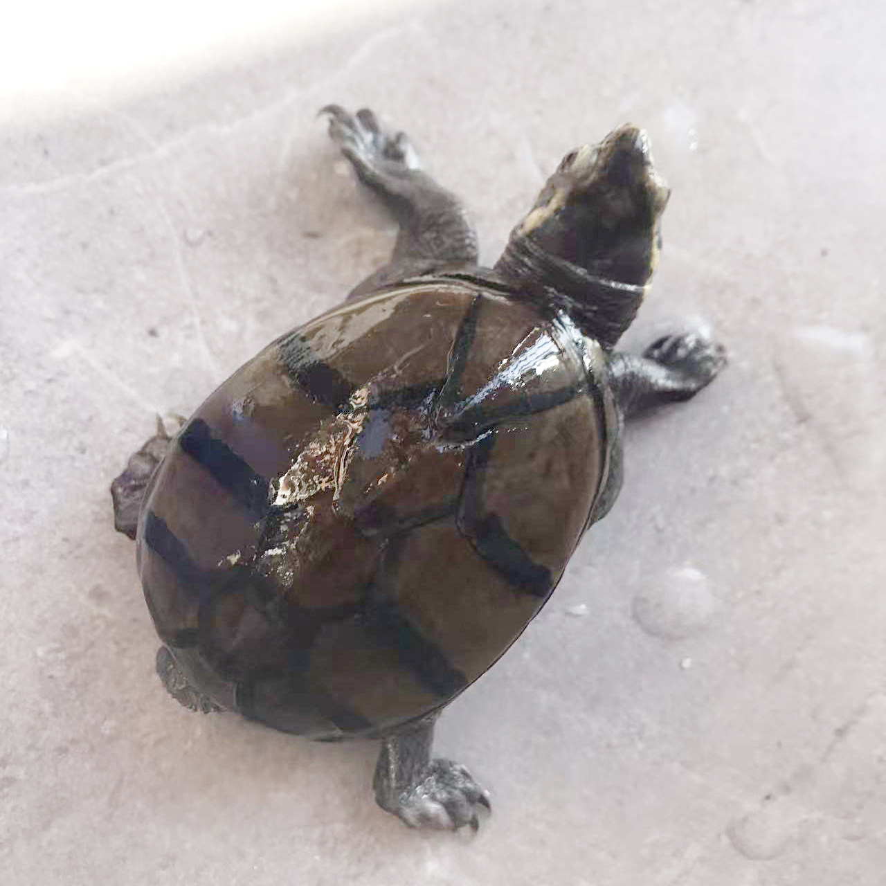 头盔蛋龟元宝母6cm冷水饲养泥龟深水龟观赏龟宠物龟平价出,宠物/宠物食品及用品,龟/鳖,淘宝优惠券,粉丝福利购,淘宝优惠卷