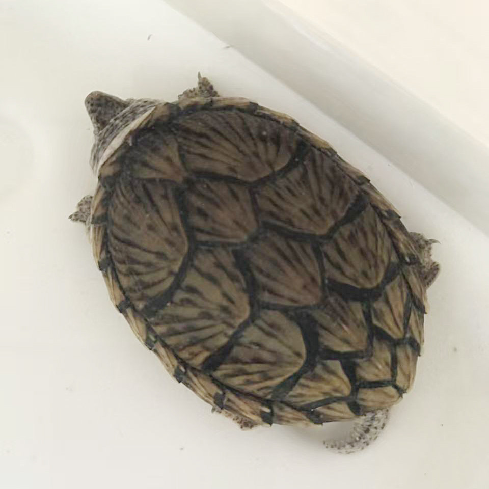 剃刀蛋龟强公8cm试蛋种龟泥龟深水龟冷水龟观赏龟宠物龟,宠物/宠物食品及用品,龟/鳖,淘宝优惠券,粉丝福利购,淘宝优惠卷