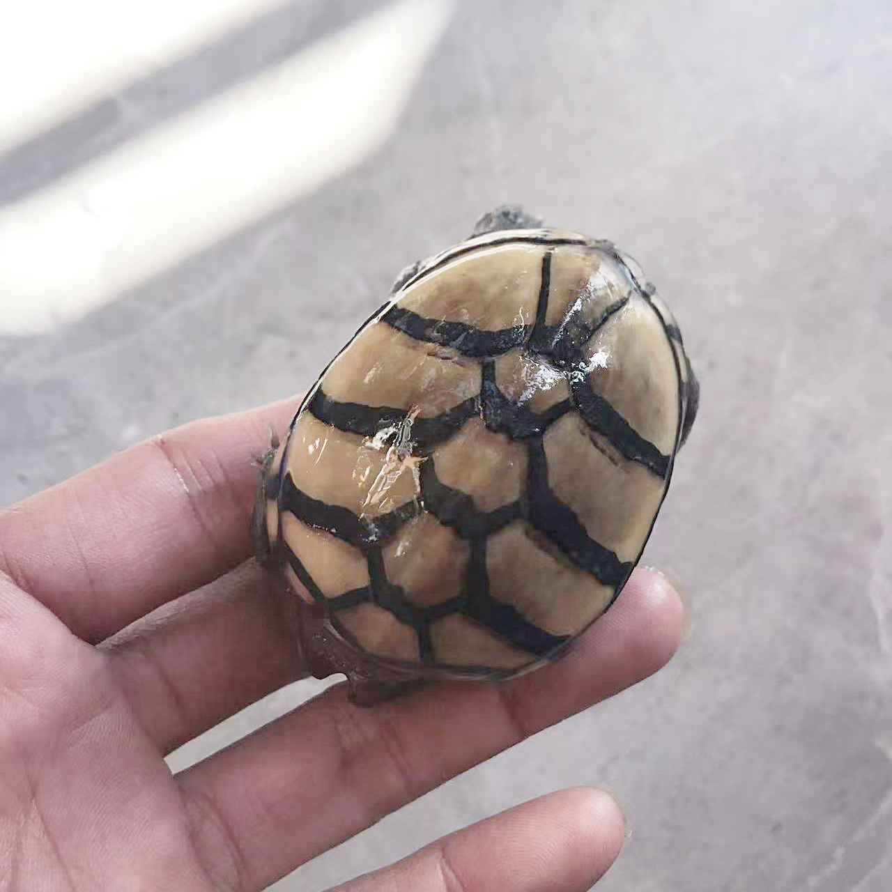 头盔蛋龟泥龟元宝母6cm深水龟观赏龟宠物龟,宠物/宠物食品及用品,龟/鳖,淘宝优惠券,粉丝福利购,淘宝优惠卷