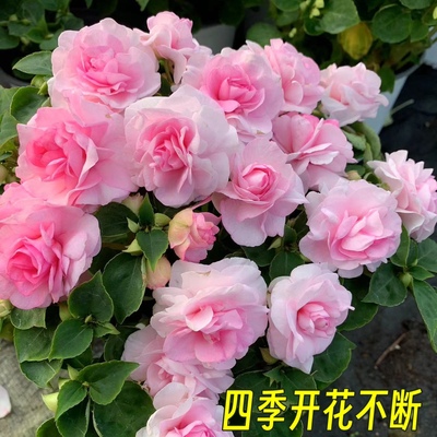 凤仙花大苗盆栽四季花卉开花多年生阳台庭院玻璃翠重瓣水梅花