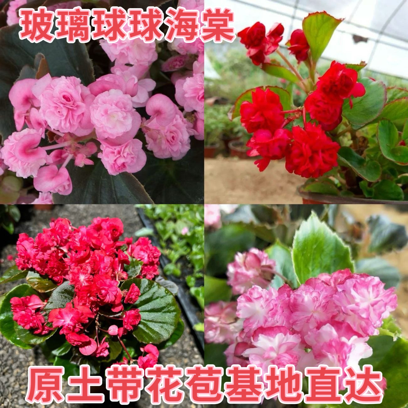 重瓣玻璃球球四季海棠盆栽大苗阳台庭院多年生带花苞秋海棠玻璃脆