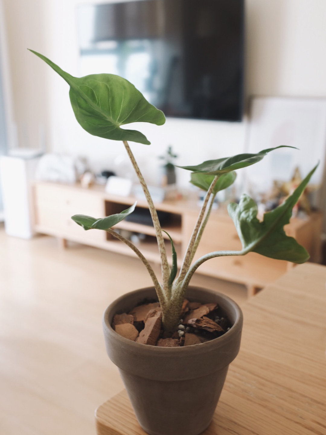 【龙鑫】黄貂鱼海芋 荷兰进口植物 好养耐阴高颜值网红竹羽 耐阴