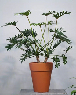 【龙鑫】老根小天使盆栽 蔓绿绒仙羽 龙鳞桩家居落地植物室内好养