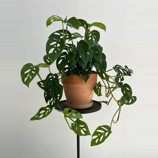 米歇尔仙洞龟背竹 小众观叶桌面小盆栽 爬藤垂吊耐阴好养北京同城