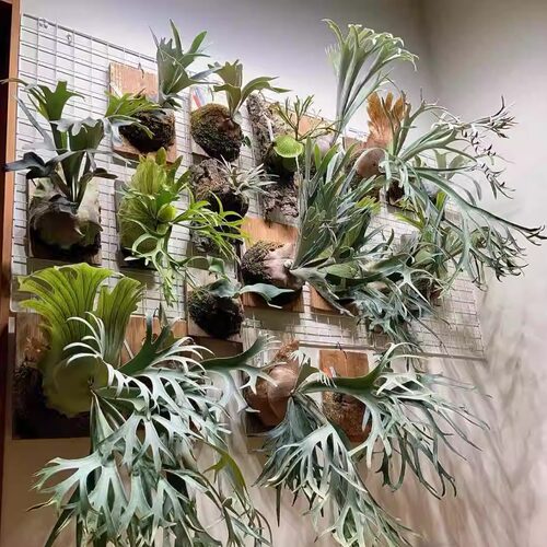 网红上板鹿角蕨 大型上墙悬挂蕨类植物观叶绿植 北京同城小众绿植