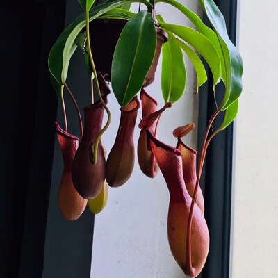 猪笼草室内客厅办公桌创意花卉