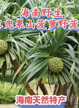 海南现摘新鲜勒古子天然露兜果山菠萝野菠萝滴血莲凉茶果滴血连花