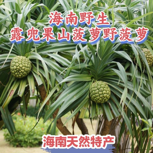 海南现摘新鲜勒古子天然露兜果山菠萝野菠萝滴血莲凉茶果滴血连花
