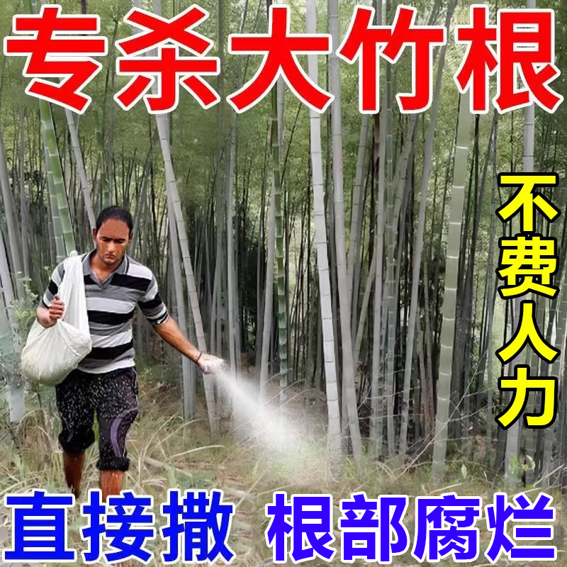 强效灭竹子的药竹根连根烂除竹子
