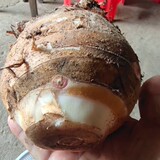 江西农家特产粉芽母芋新鲜芋艿大芋头毛芋粉糯现挖一件5斤装