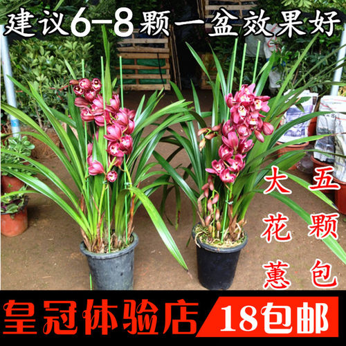 兰花盆栽含盆价格 兰花盆栽含盆图片 星期三