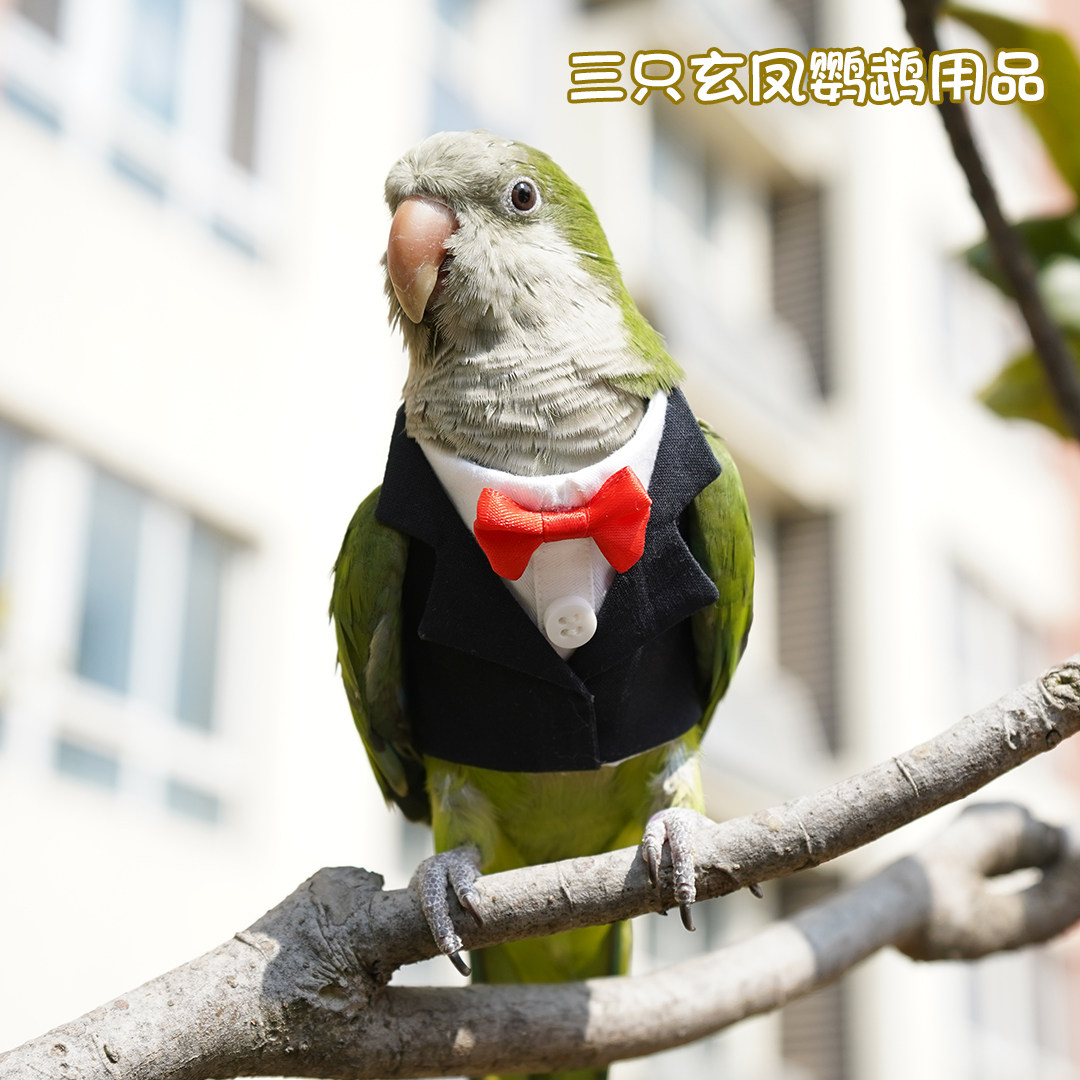 宠物鸟衣服鹦鹉宠物春秋外套小礼服飞行服帅气白领西装申通包邮
