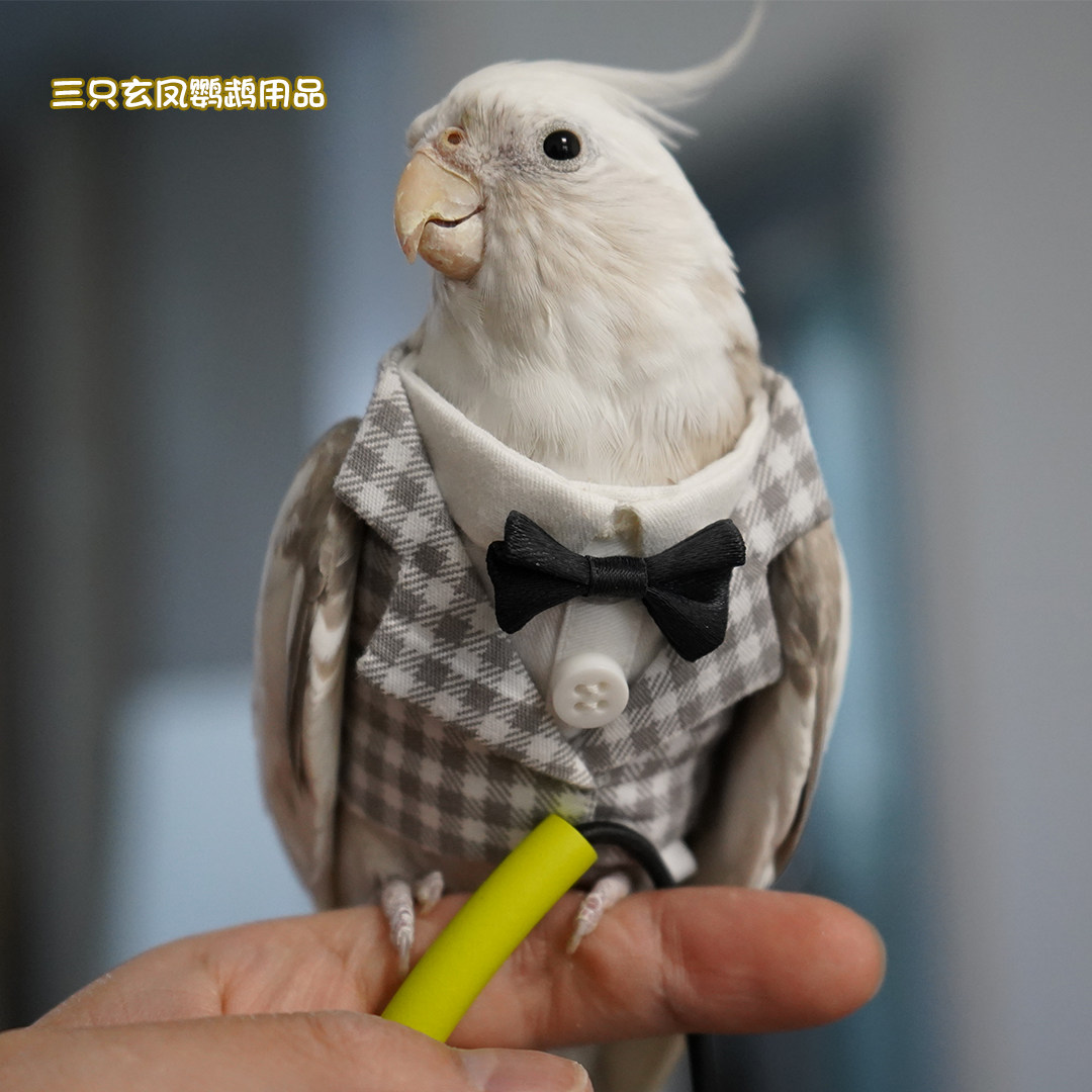 宠物鸟衣服鹦鹉宠物春秋外套小礼服飞行服帅气白领西装申通包邮