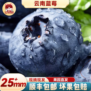 云南蓝莓鲜果特大礼盒高山新鲜水果整箱礼盒应季5斤一颗蓝梅超