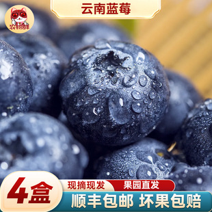 【4盒】云南蓝莓鲜果特大礼盒高山新鲜水果整箱礼盒应季5斤蓝梅