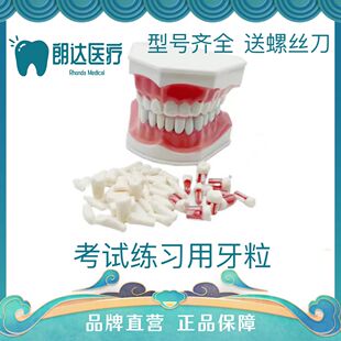 牙齿模型 树脂牙口腔器械种植离体粒备牙牙模 根管排龈开髓牙练习