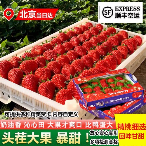 现货新鲜每天采摘特大99甜草莓