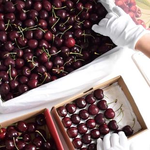 智利车厘子礼盒装5斤4j空运桑提娜3j现货大樱桃新鲜包邮孕妇水果
